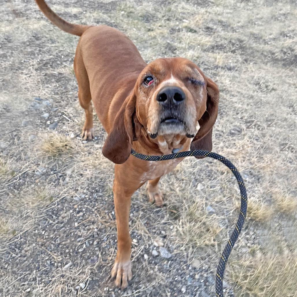 Fred, Adoptable, Adult Male Redbone Coonhound.