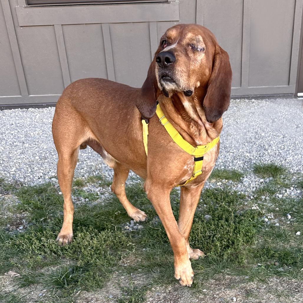 Enlarge Fred, a Adoptable Redbone Coonhound in Hailey, ID image 2/6
