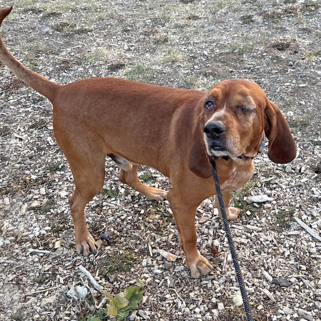 Enlarge Fred, a Adoptable Redbone Coonhound in Hailey, ID image 3/6