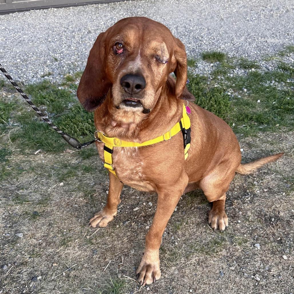 Enlarge Fred, a Adoptable Redbone Coonhound in Hailey, ID image 4/6
