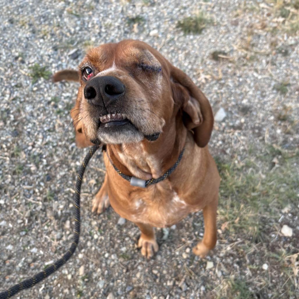 Enlarge Fred, a Adoptable Redbone Coonhound in Hailey, ID image 5/6