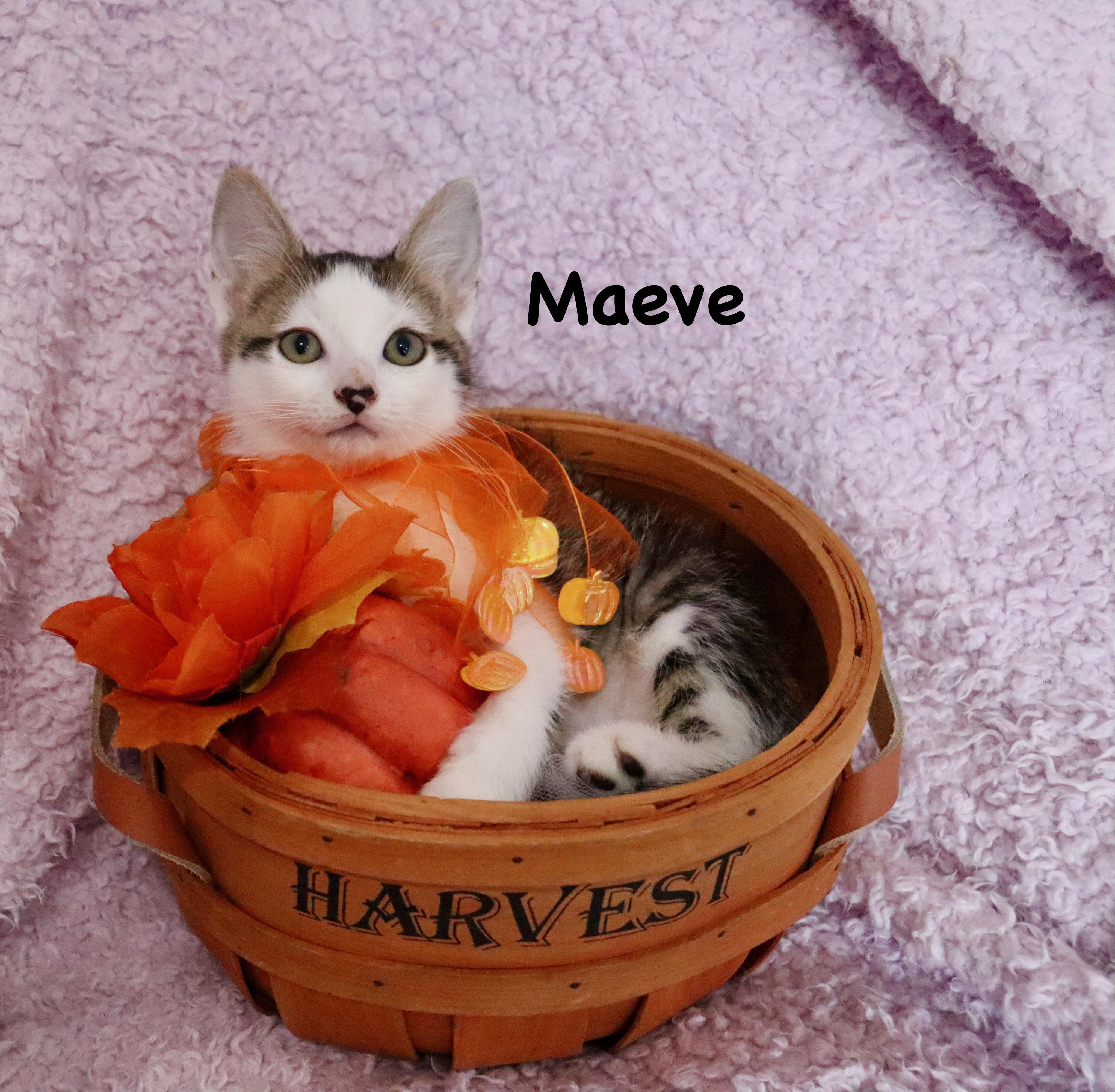 Maeve