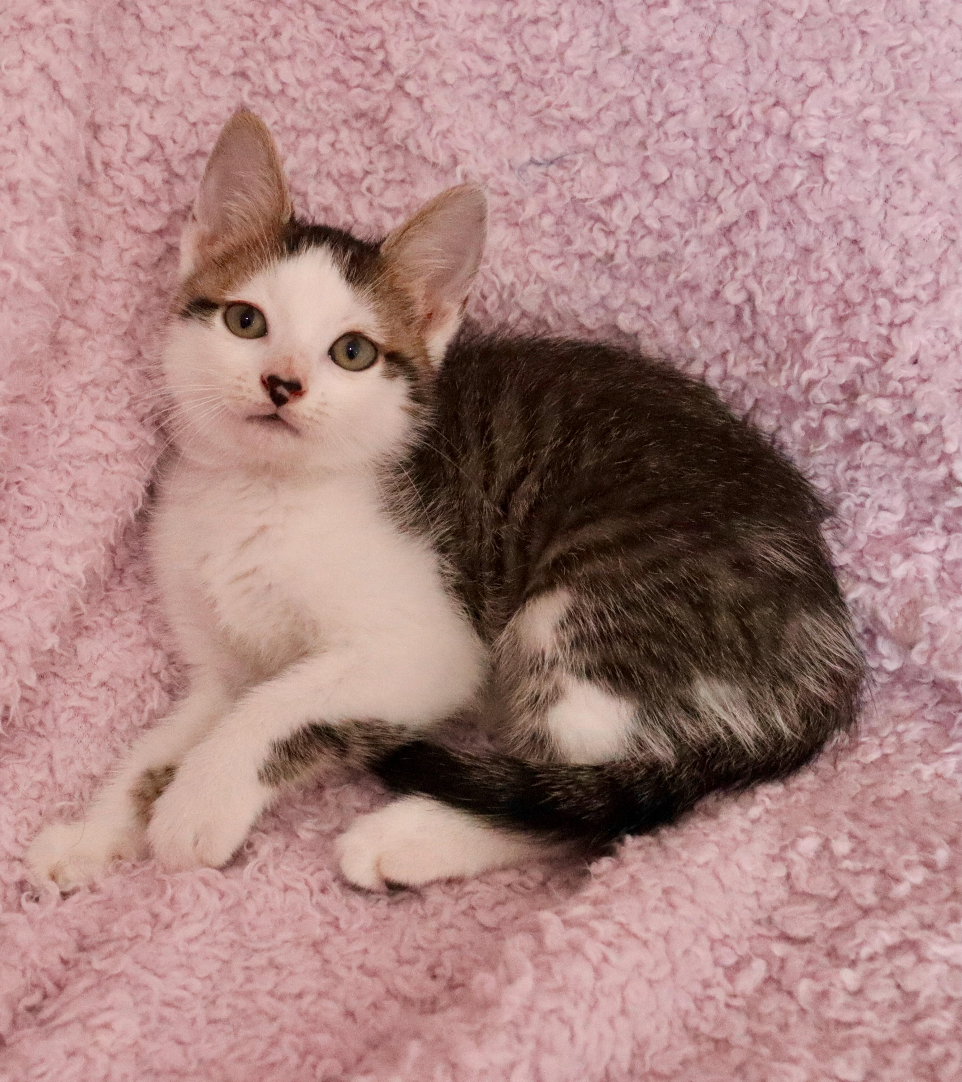 Maeve