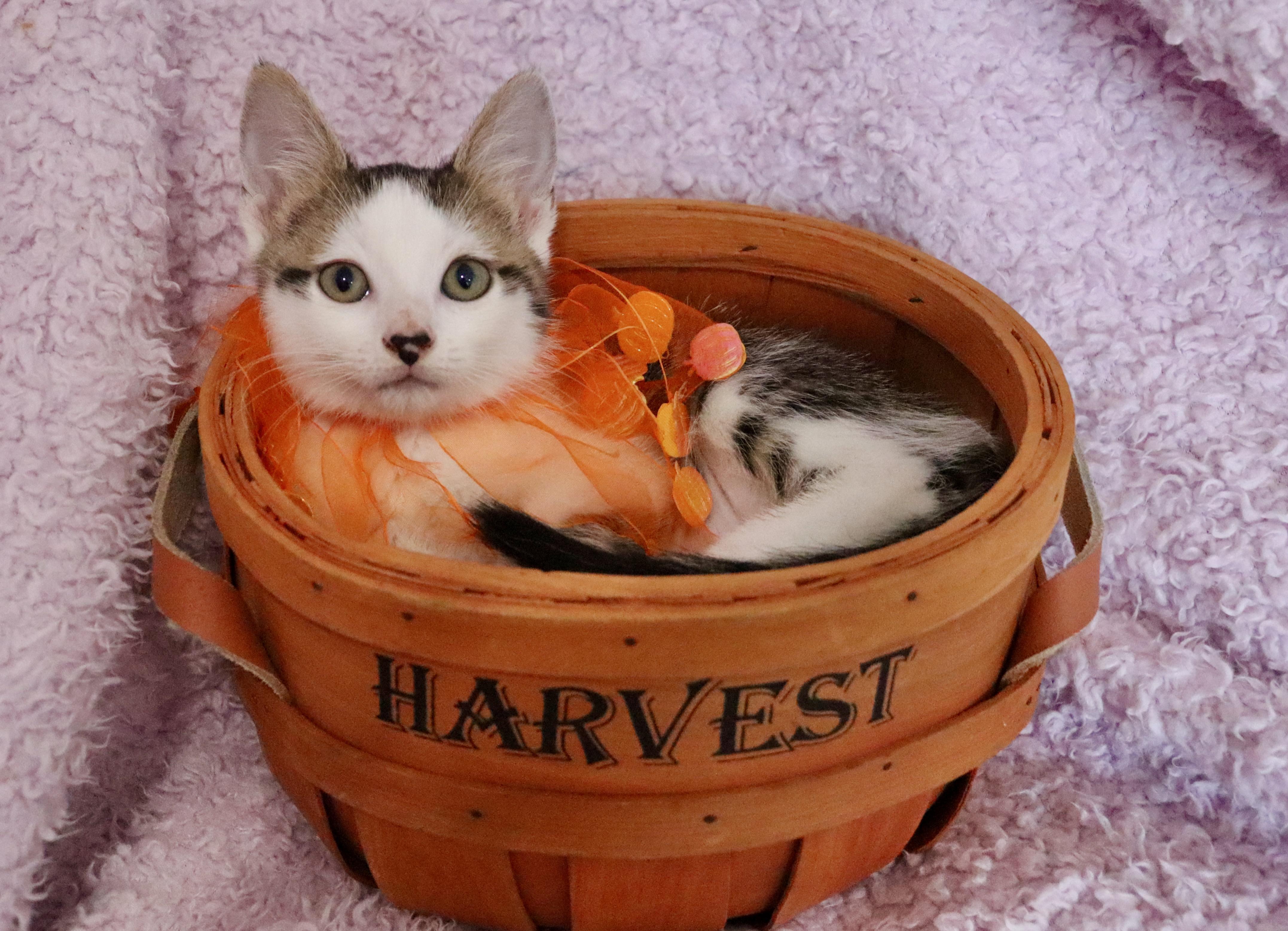 Maeve