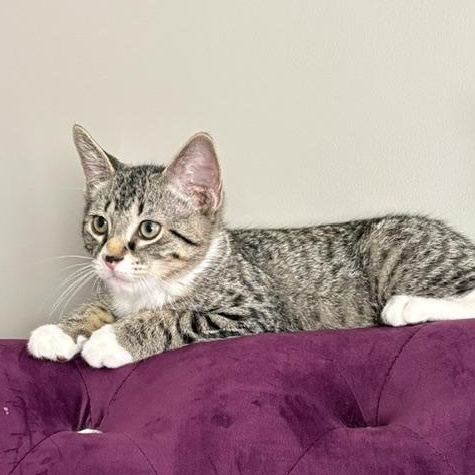 Louie, Adoptable, Kitten Male Domestic Short Hair.