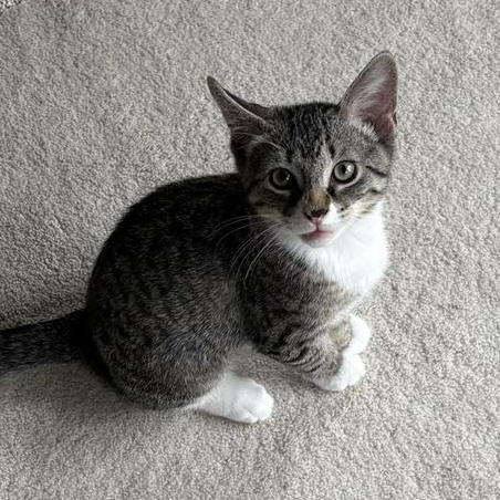 Enlarge Louie, a Adoptable Domestic Short Hair in Baltimore, MD image 2/4