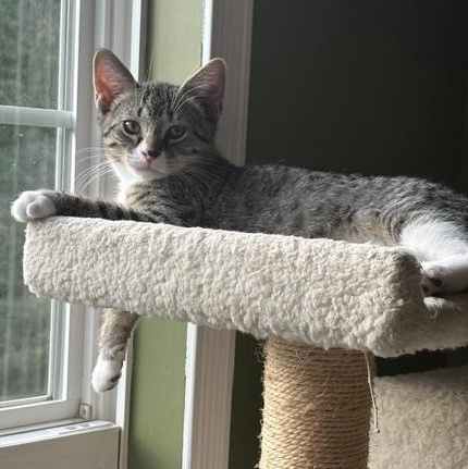 Enlarge Louie, a Adoptable Domestic Short Hair in Baltimore, MD image 3/4