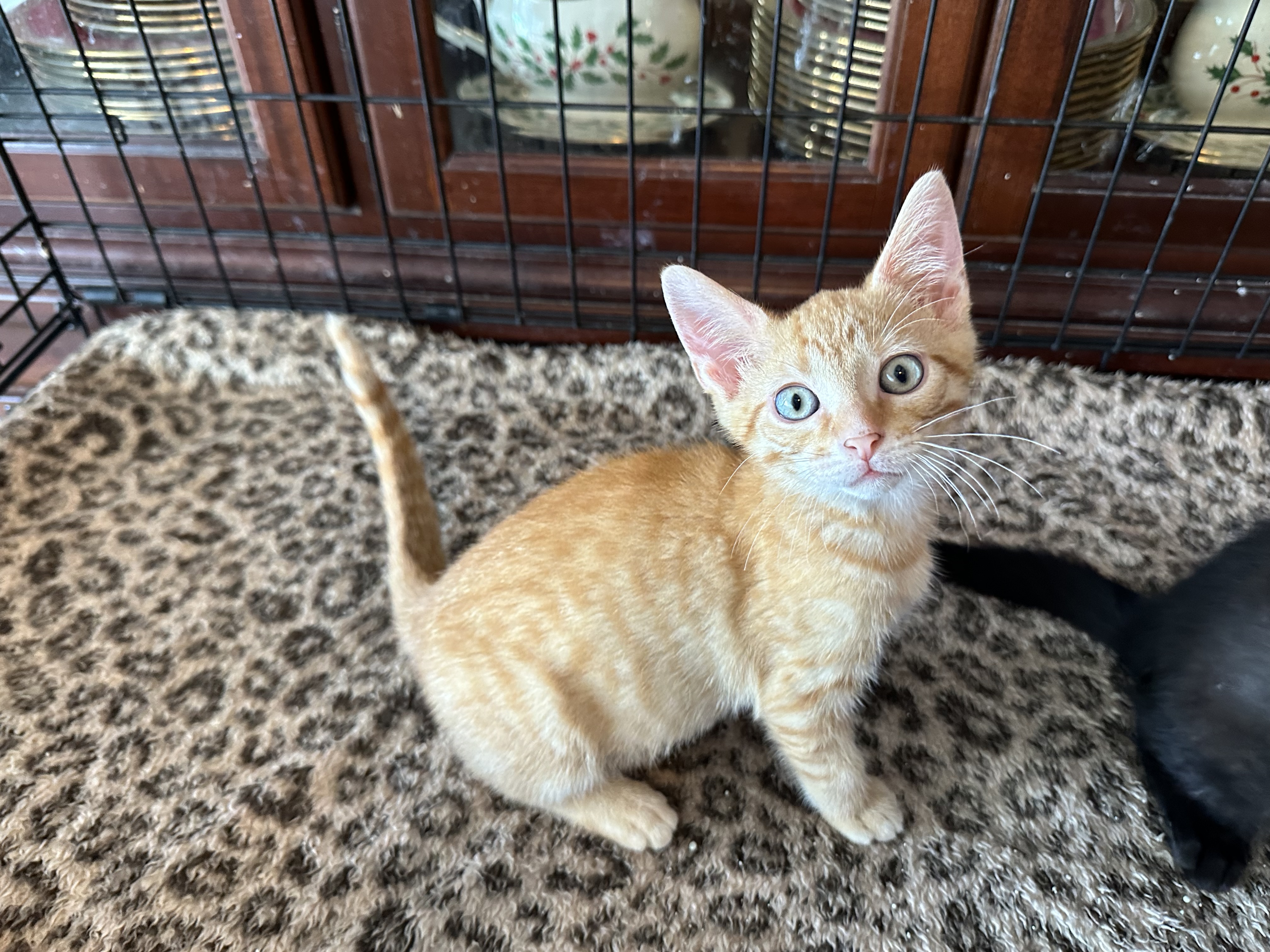 Enlarge Barney, a Adopted Domestic Short Hair in New Port Richey, FL image 1/2