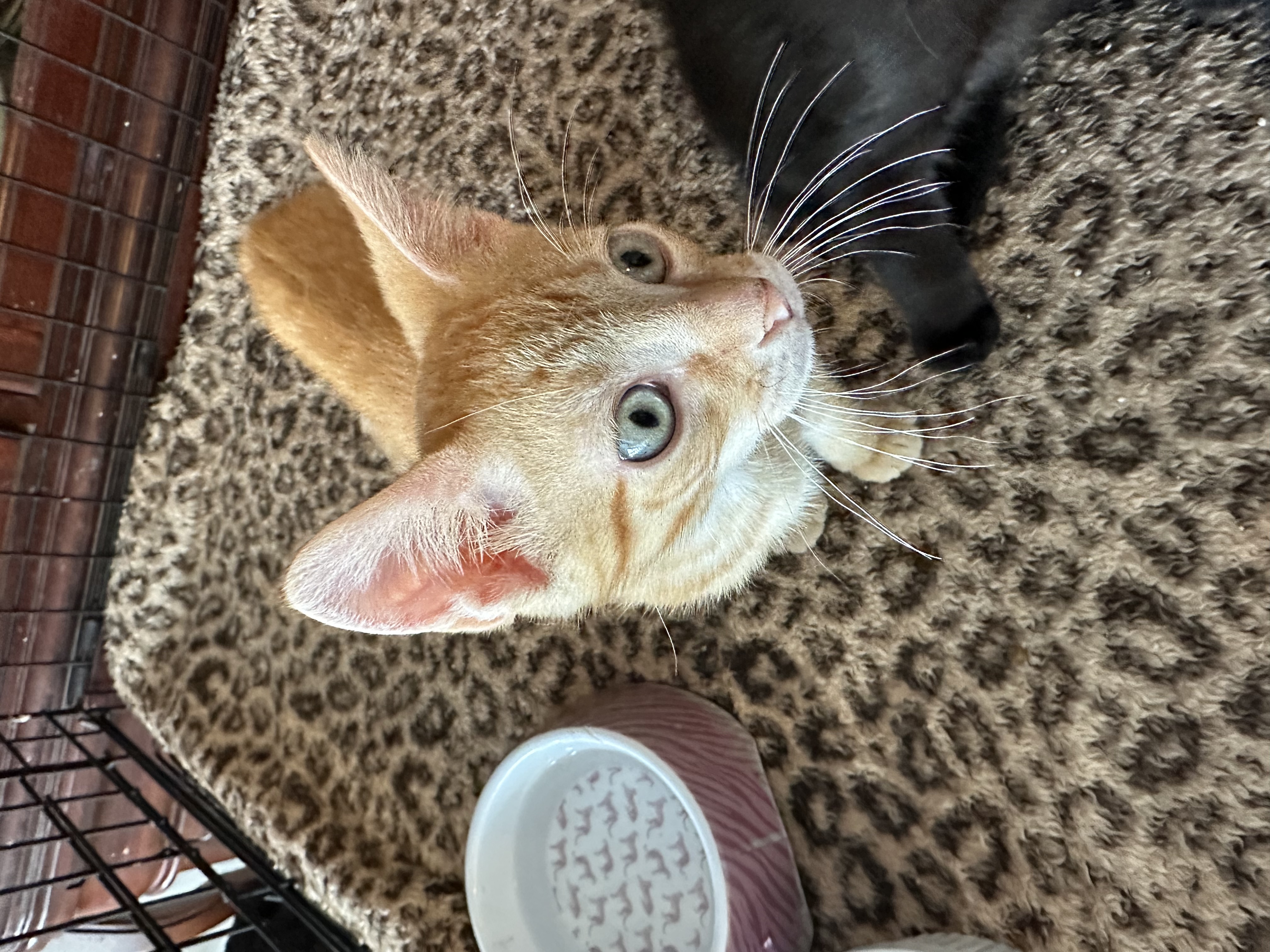 Enlarge Barney, a Adopted Domestic Short Hair in New Port Richey, FL image 2/2