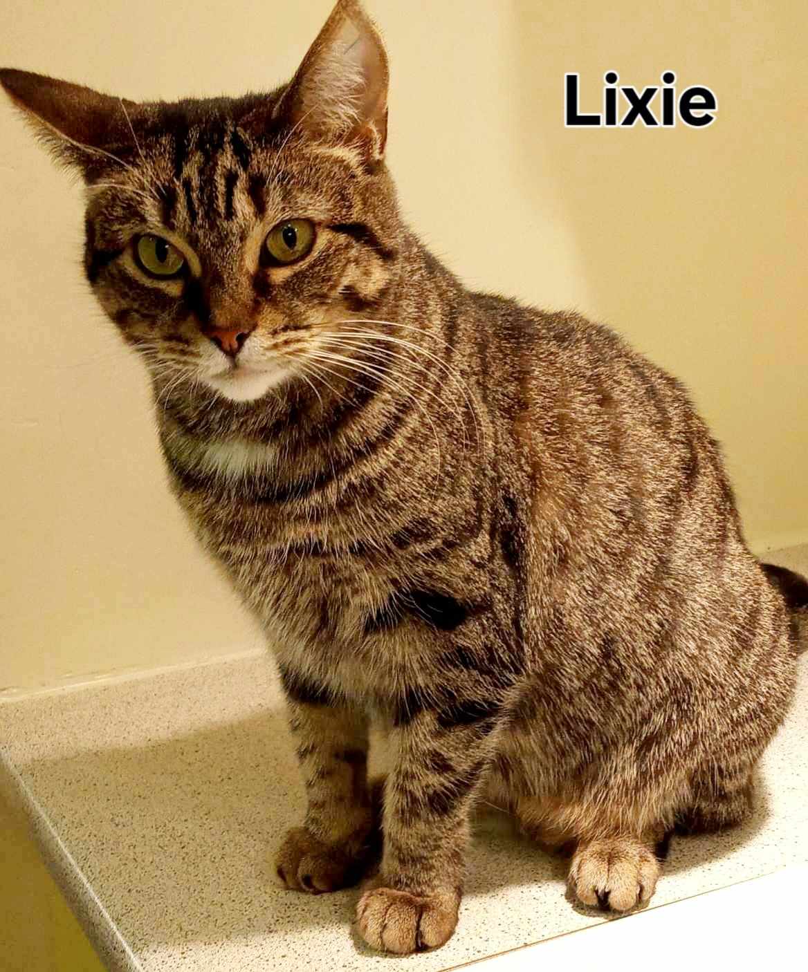 Lixie, an adoptable Domestic Short Hair in Montreal, QC, H2K 0A9 | Photo Image 1
