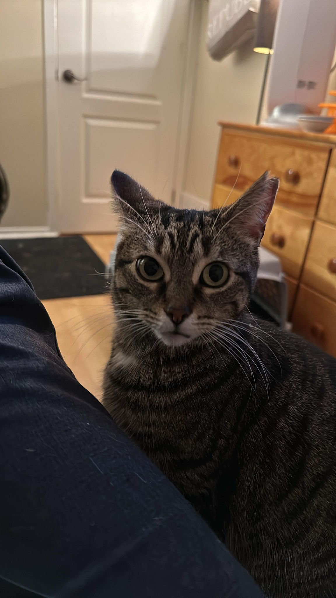 Lixie, an adoptable Domestic Short Hair in Montreal, QC, H2K 0A9 | Photo Image 2