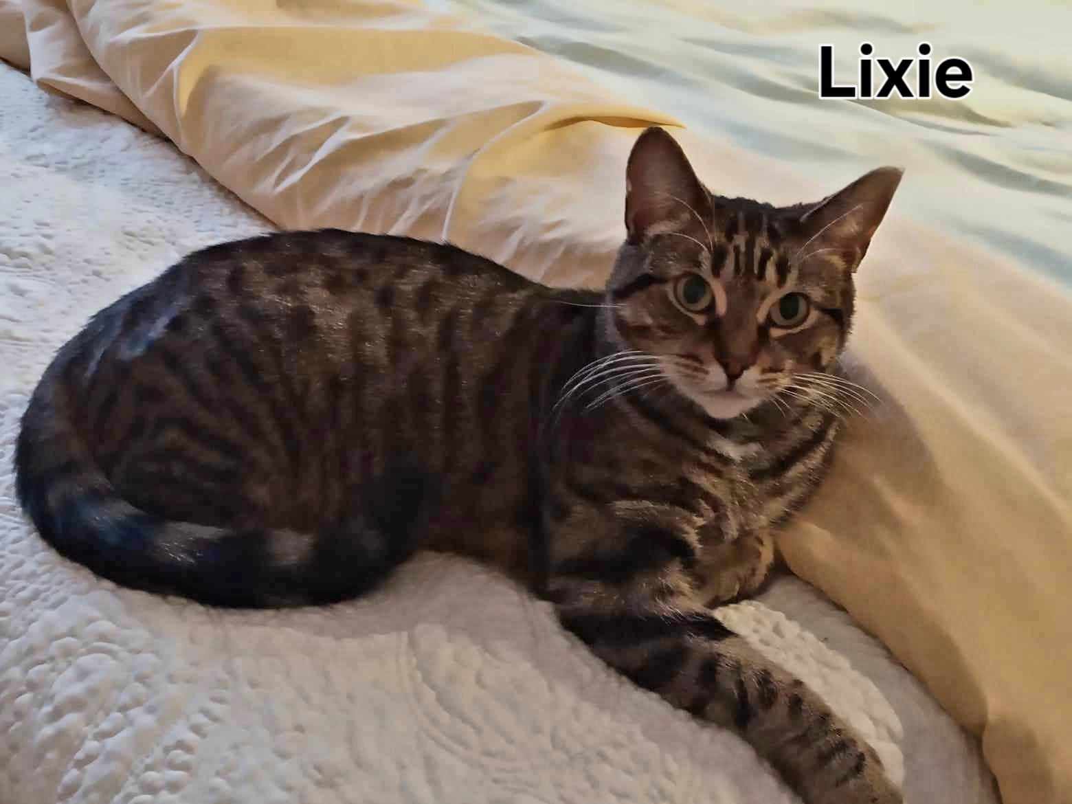 Lixie, an adoptable Domestic Short Hair in Montreal, QC, H2K 0A9 | Photo Image 3