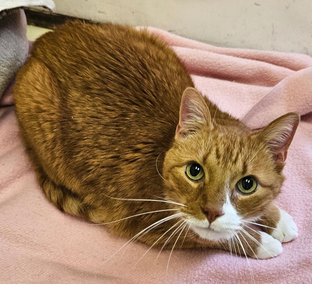 Enlarge Oliver, a Adoptable mixed breed in Sherwood, AR image 1/1