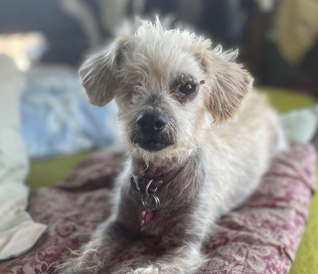 Ellie, Adoptable, Adult Female Maltipoo.