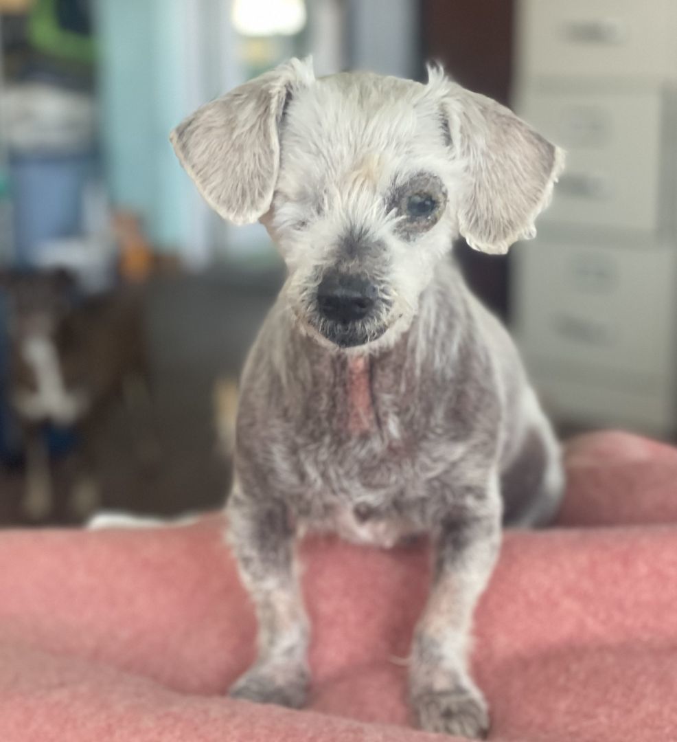 Ellie, a Adoptable mixed breed in Wingdale, NY image 2/7