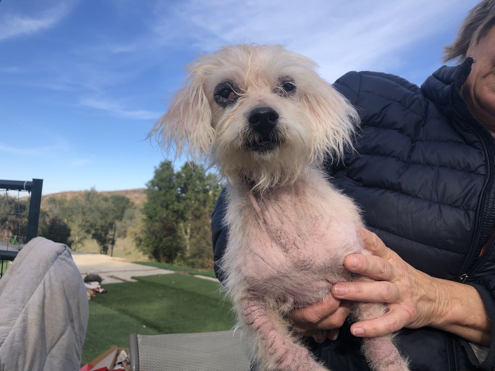 Ellie, a Adoptable mixed breed in Wingdale, NY image 4/7