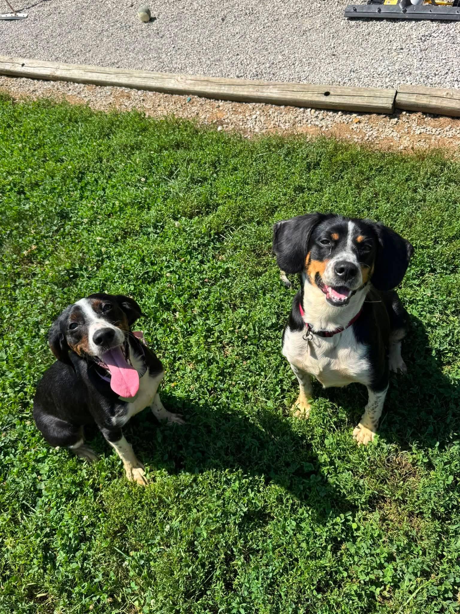 Millie and Tillie, adopted, Adult Female Beagle & Spaniel.