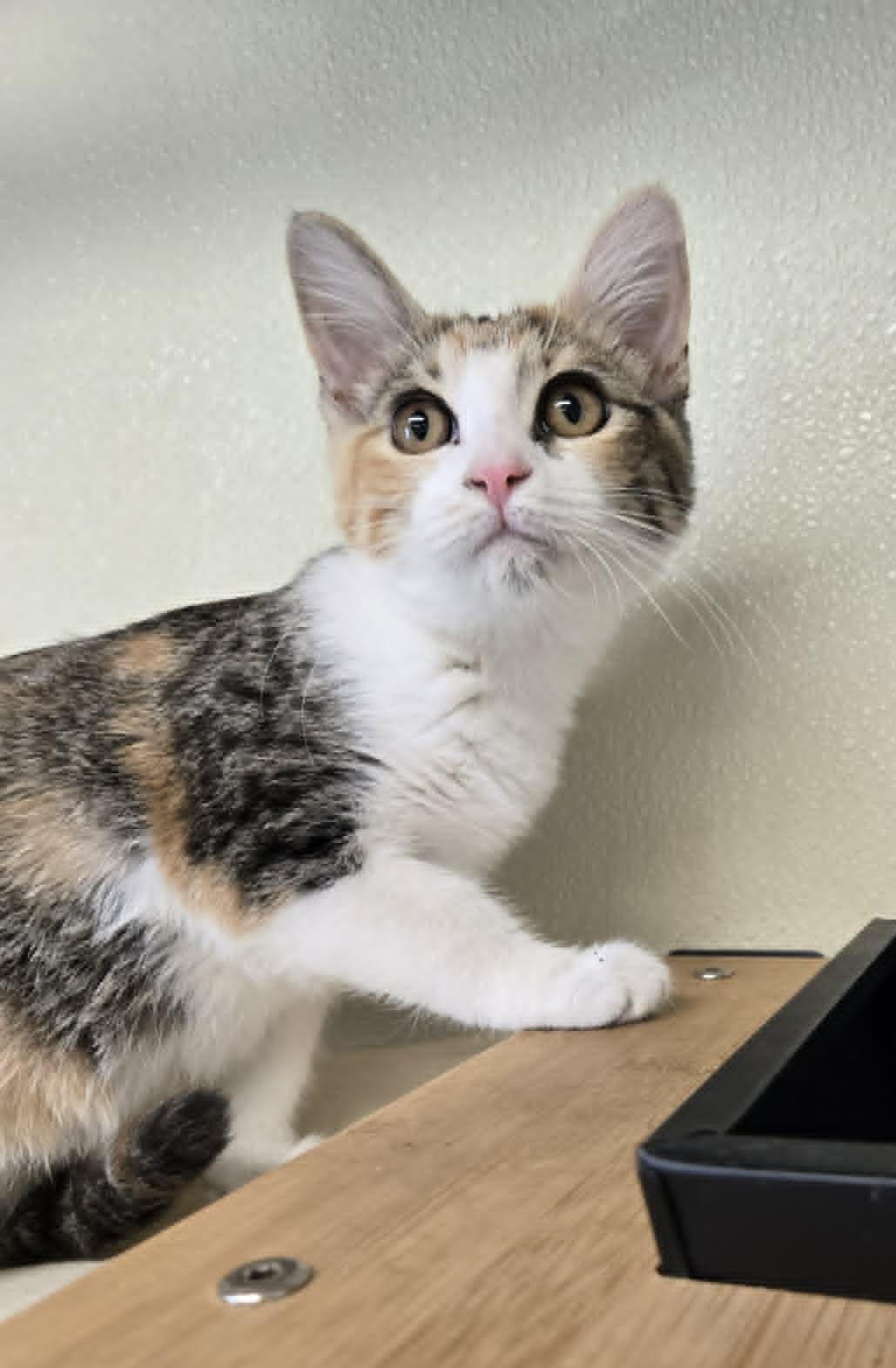Doodle, Adoptable, Young Female Calico.