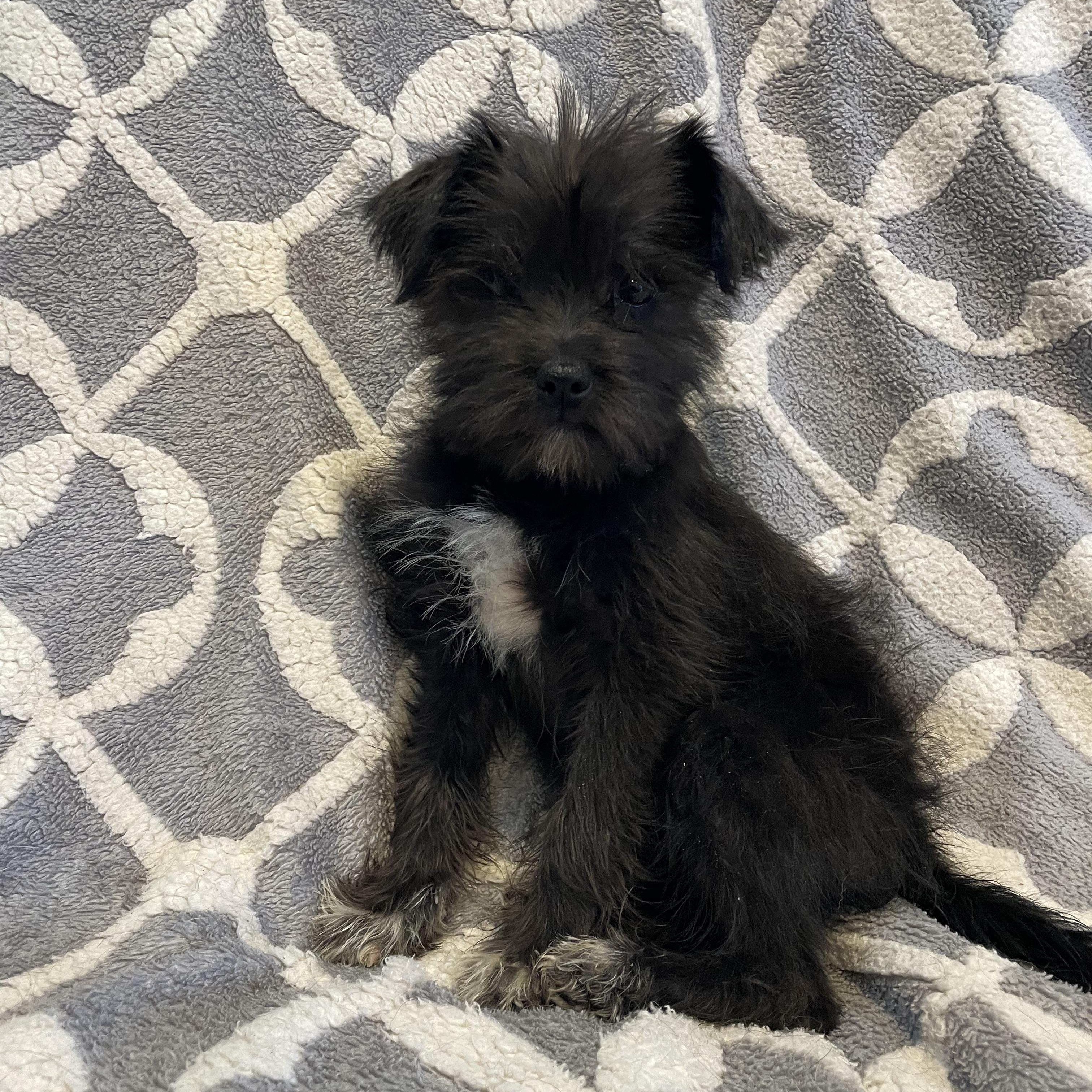 MOE , adopted, Young Male Shih Tzu & Yorkshire Terrier.