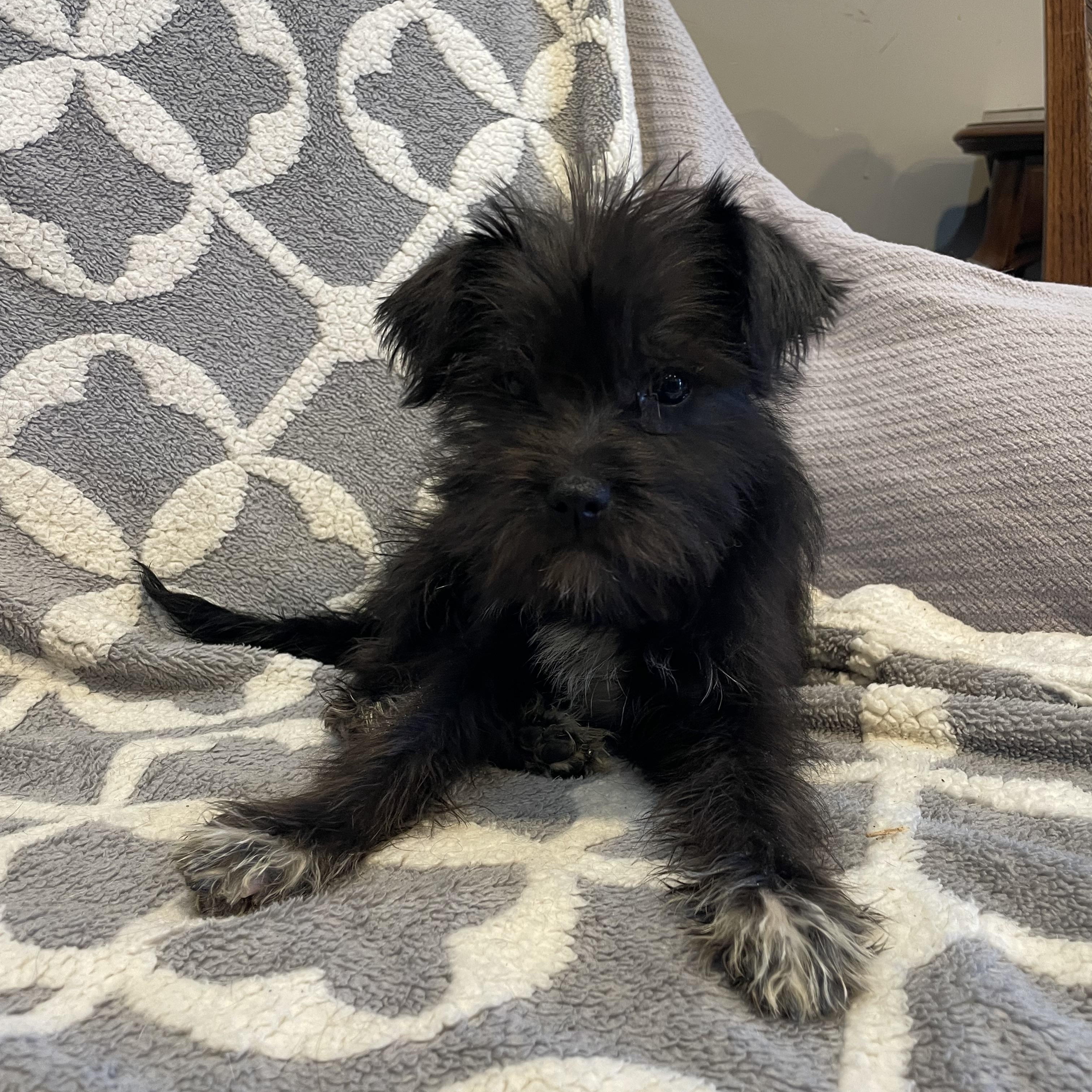 Enlarge MOE , an adopted mixed breed in Phoenix, AZ image 2/4