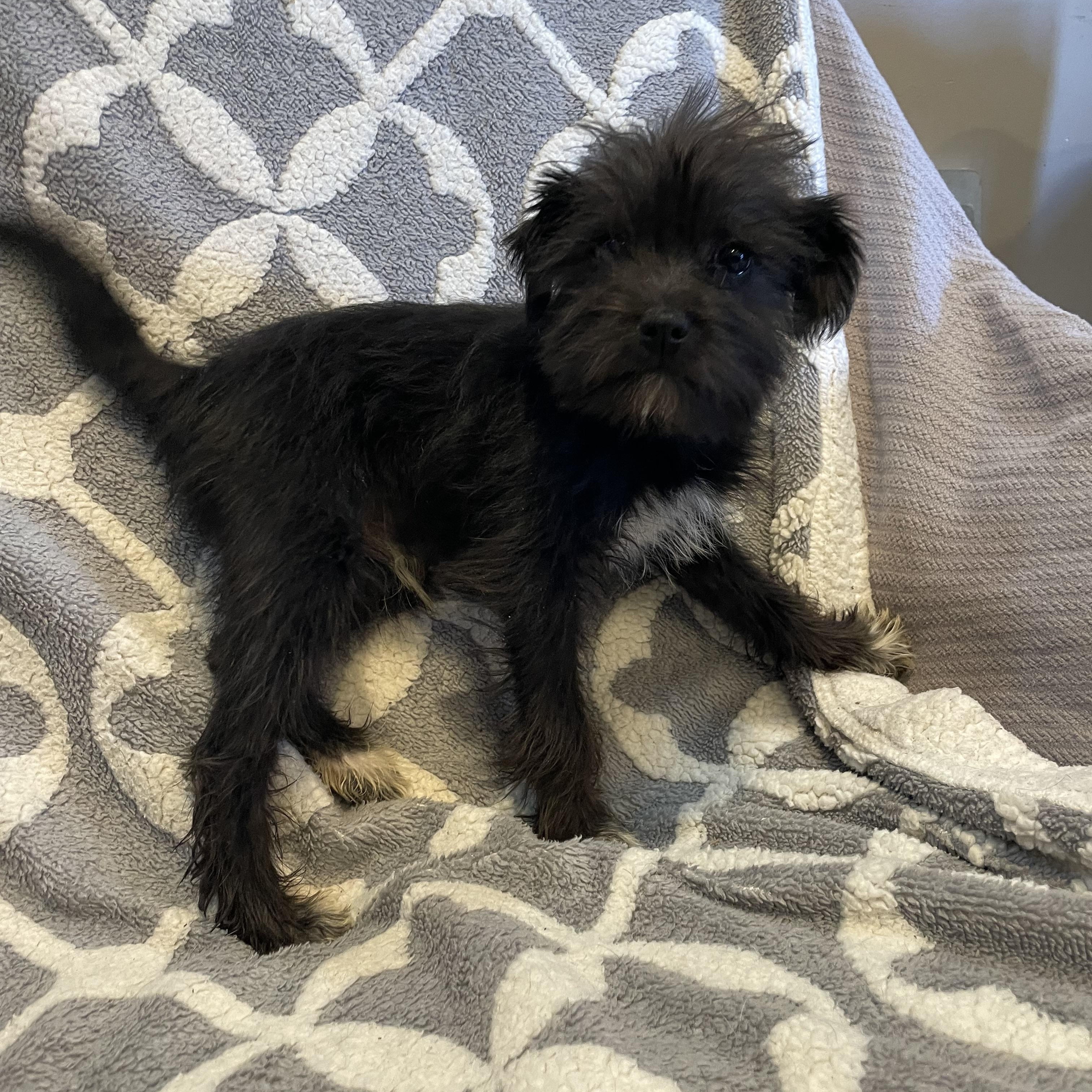 Enlarge MOE , an adopted mixed breed in Phoenix, AZ image 4/4