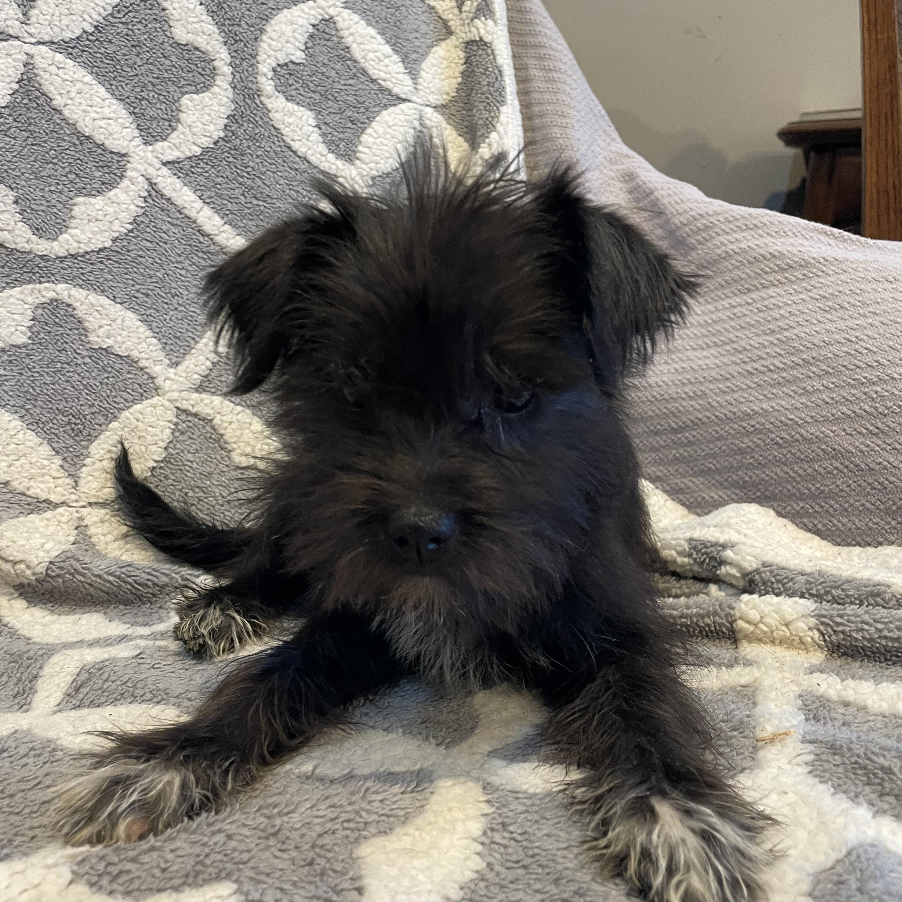 Enlarge MOE , an adopted mixed breed in Phoenix, AZ image 3/4