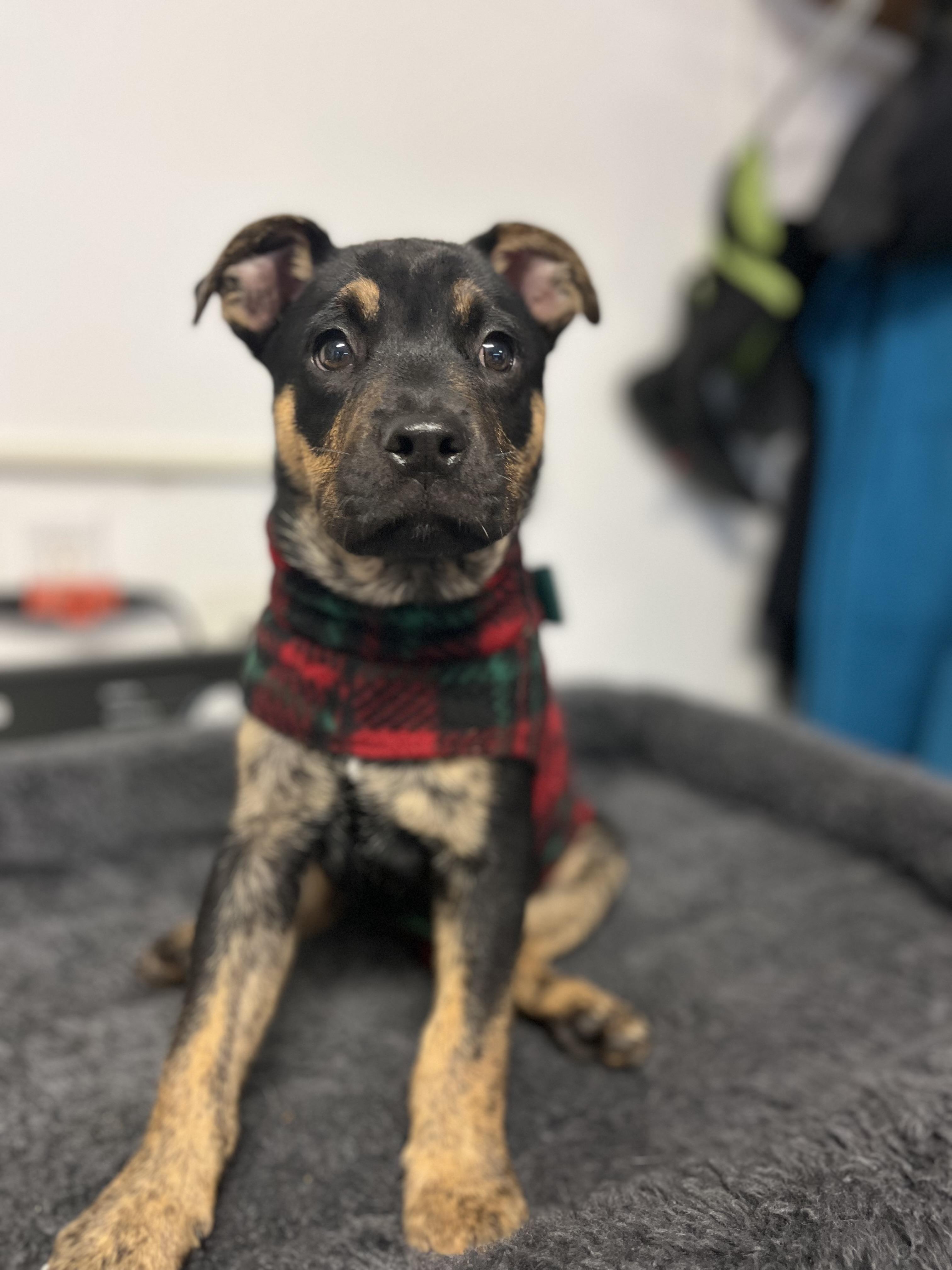 Sparky , ADOPTABLE, Puppy Male Pit Bull Terrier & Shepherd.