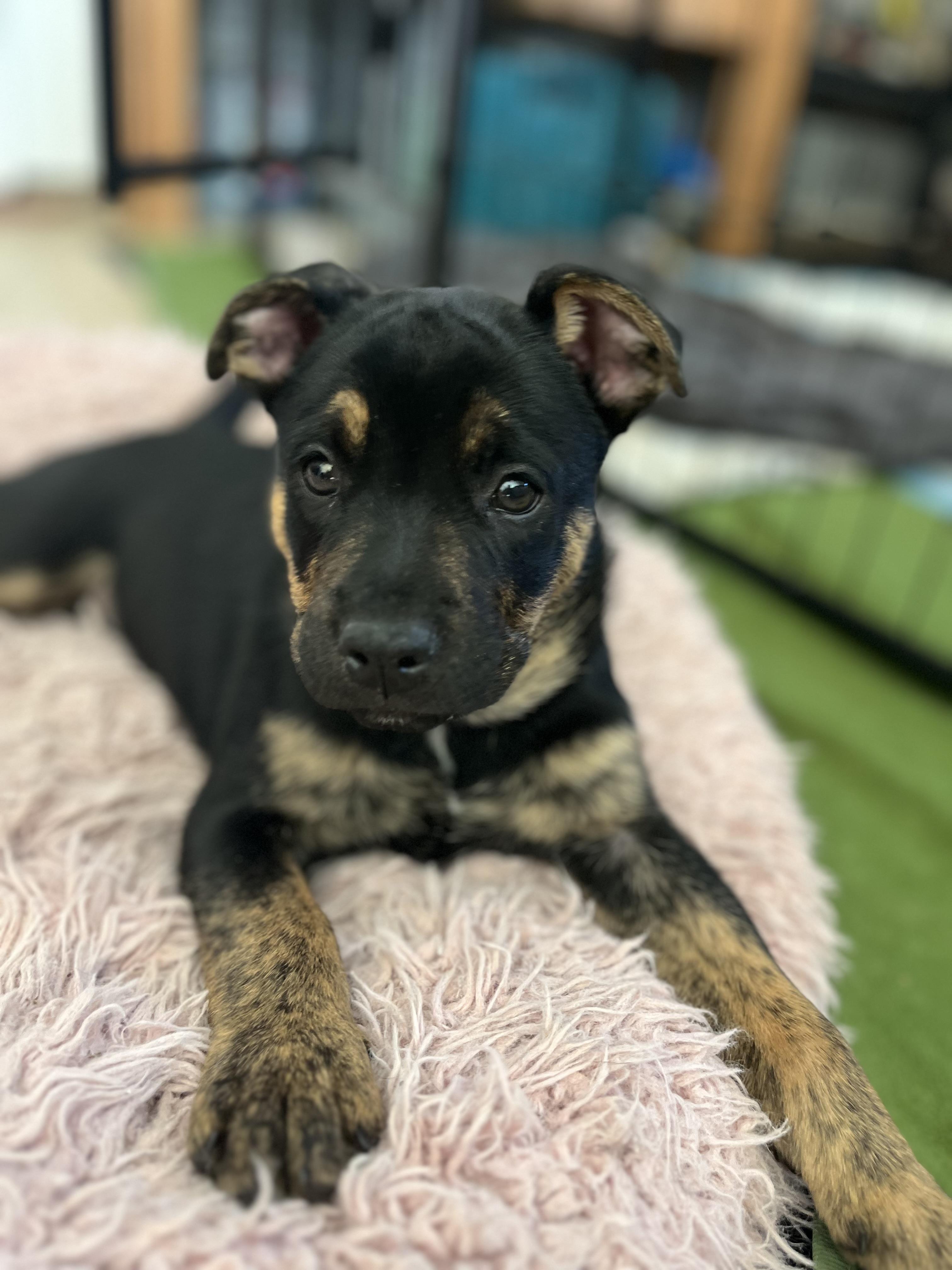 Enlarge Sparky , a ADOPTABLE mixed breed in Poway, CA image 1/2