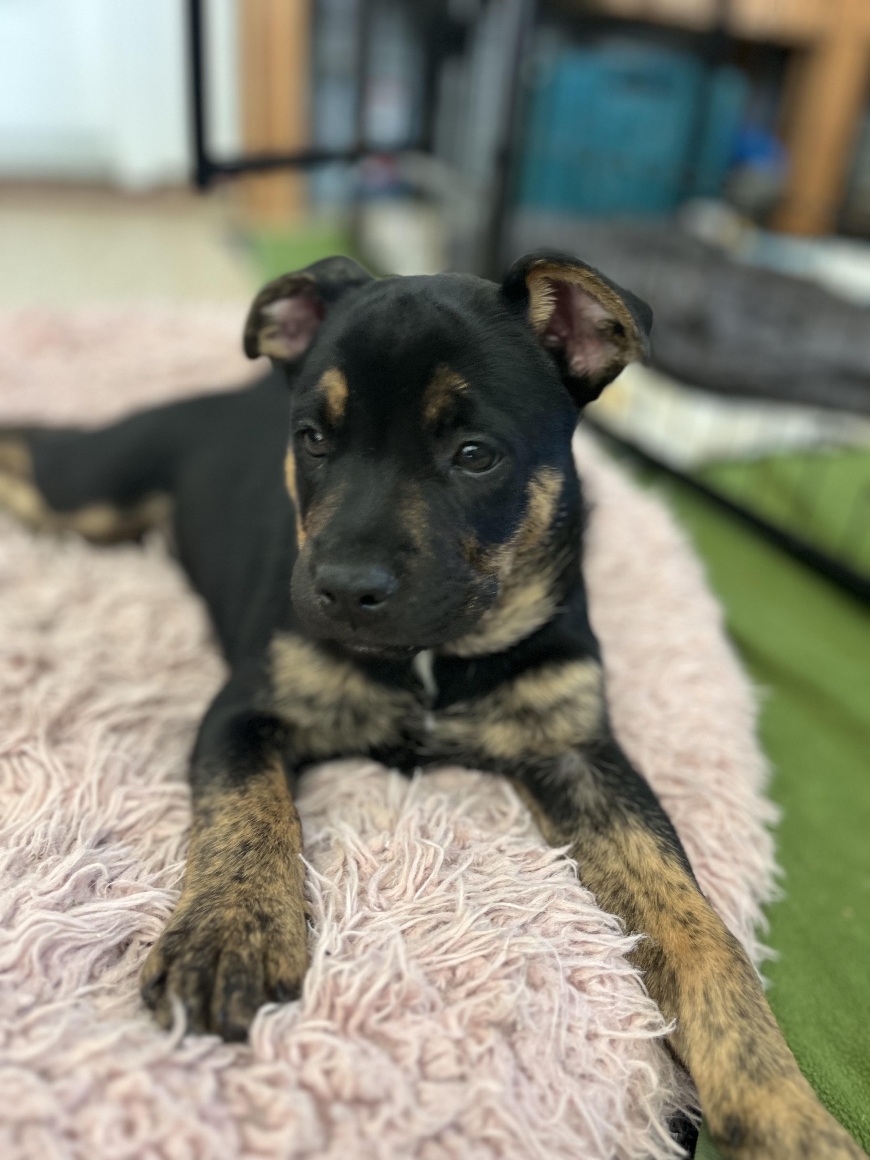 Enlarge Sparky , a ADOPTABLE mixed breed in Poway, CA image 2/2