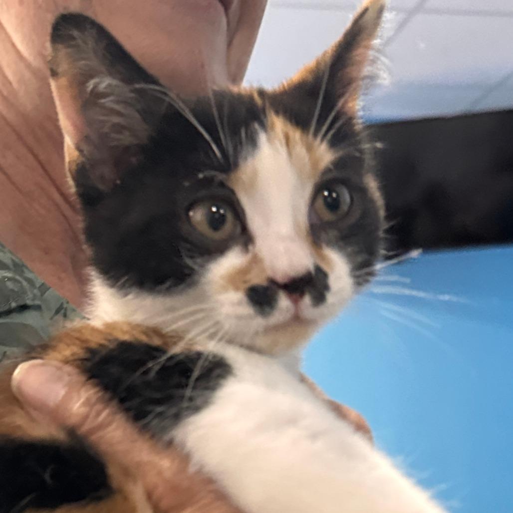 Enlarge Falafel, a Adoptable Domestic Short Hair in Marion, VA image 1/1