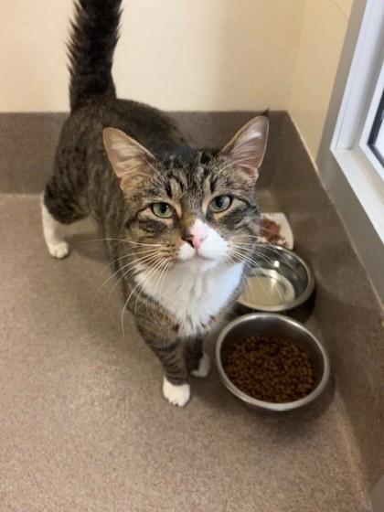 Enlarge Magnus, a Adoptable mixed breed in Everett, WA image 1/2