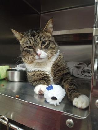 Enlarge Magnus, a Adoptable mixed breed in Everett, WA image 2/2