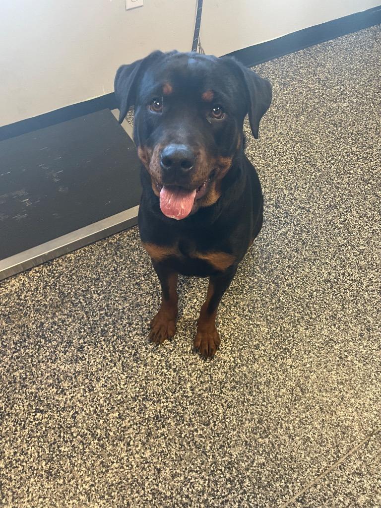 Piper, Adoptable, Adult Female Mixed Breed.