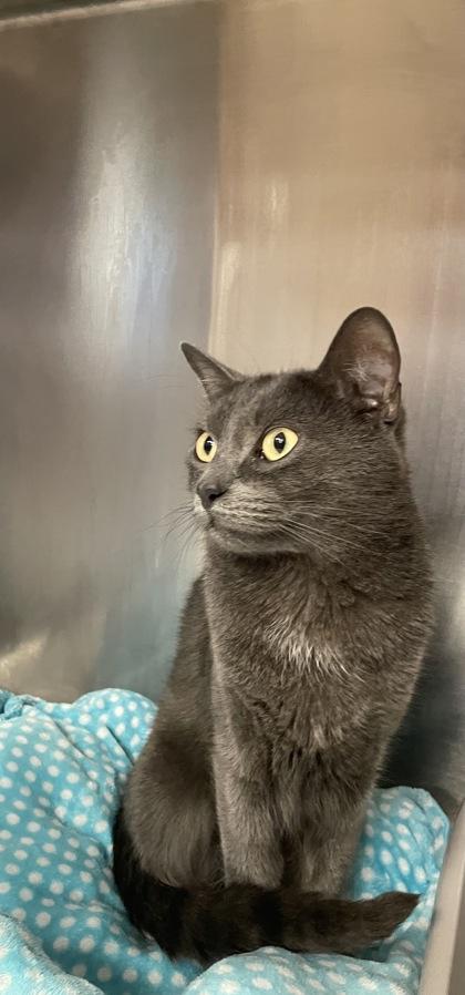 Piper, Adoptable, Kitten Male Domestic Short Hair & Domestic Short Hair.