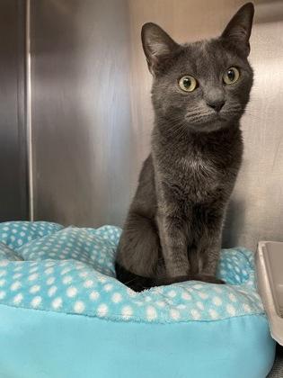 Piper, a Adoptable mixed breed in Houston, TX image 2/3