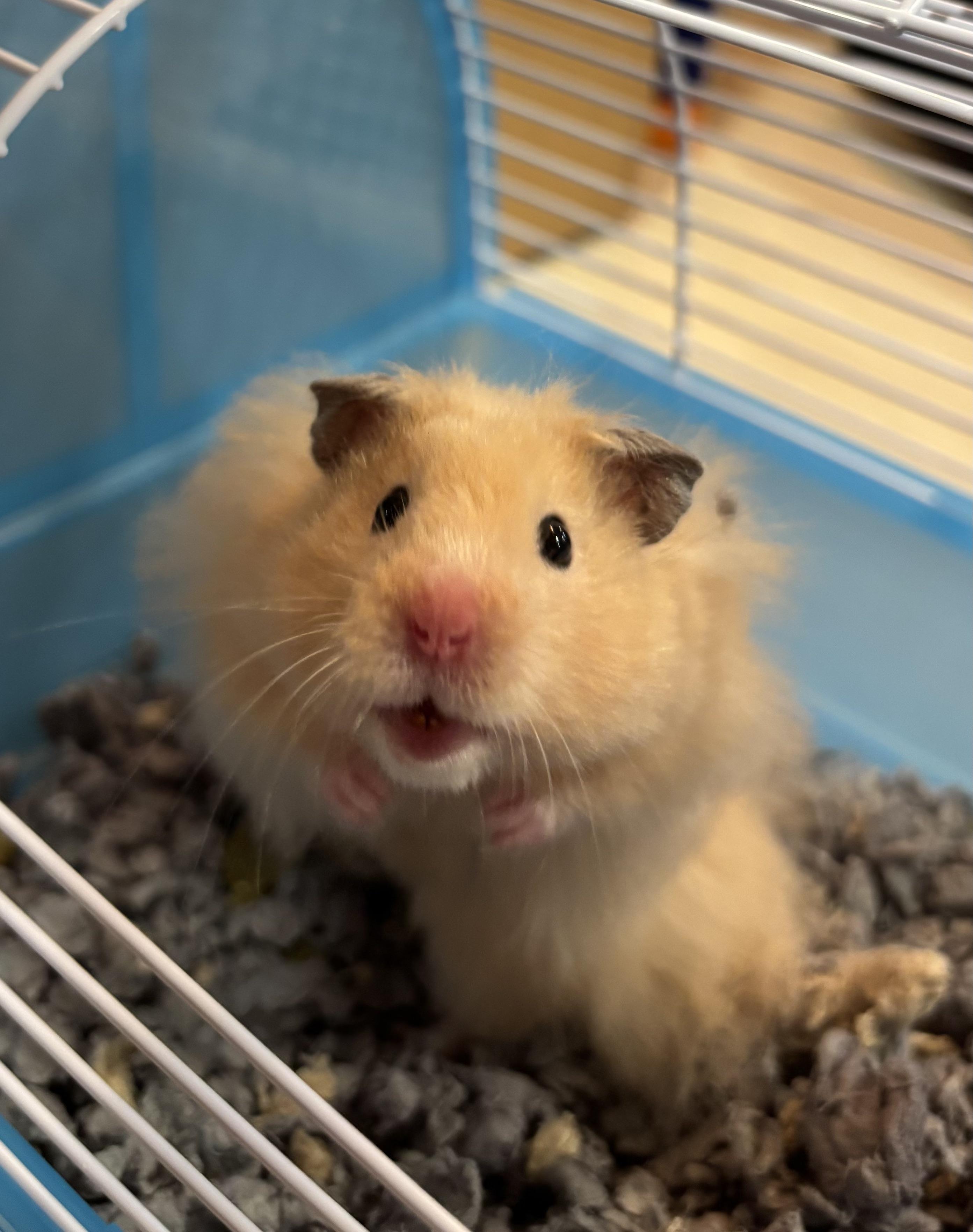 Boris, ADOPTABLE, Young Male Hamster.