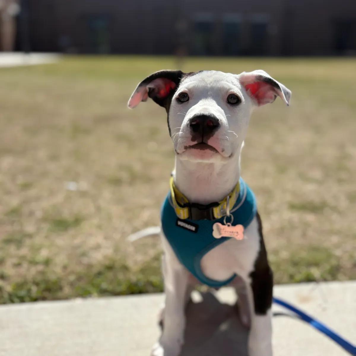 Kiawah, ADOPTABLE, Young Male Boxer.