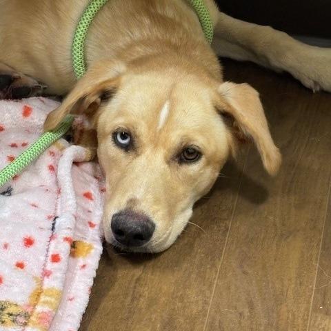 Enlarge Callie, a Adoptable mixed breed in League City, TX image 1/6