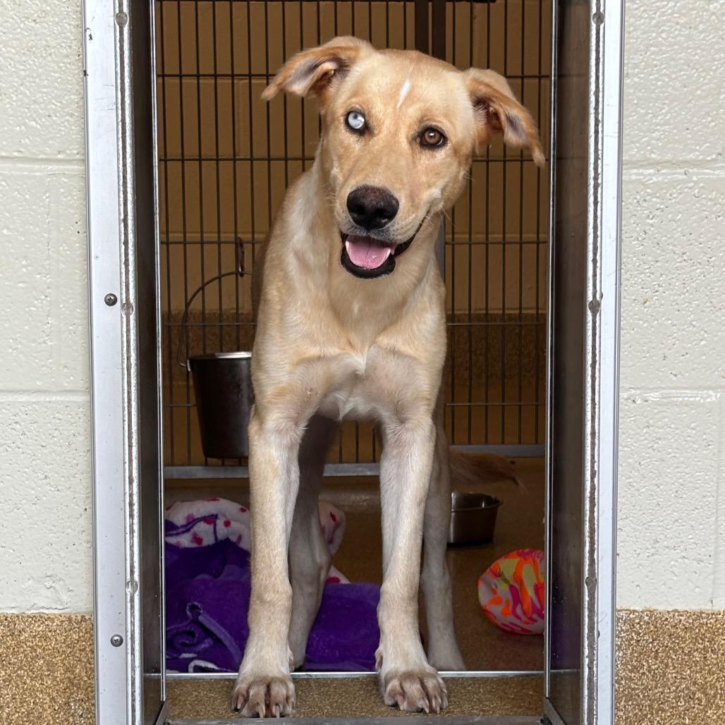 Enlarge Callie, a Adoptable mixed breed in League City, TX image 2/6