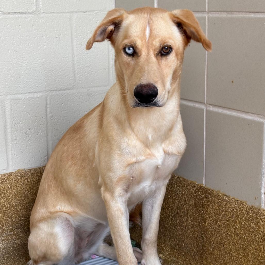 Enlarge Callie, a Adoptable mixed breed in League City, TX image 3/6