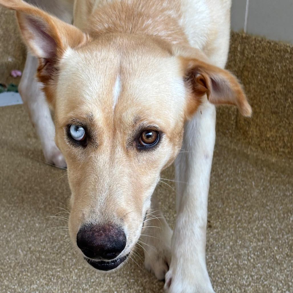 Enlarge Callie, a Adoptable mixed breed in League City, TX image 4/6