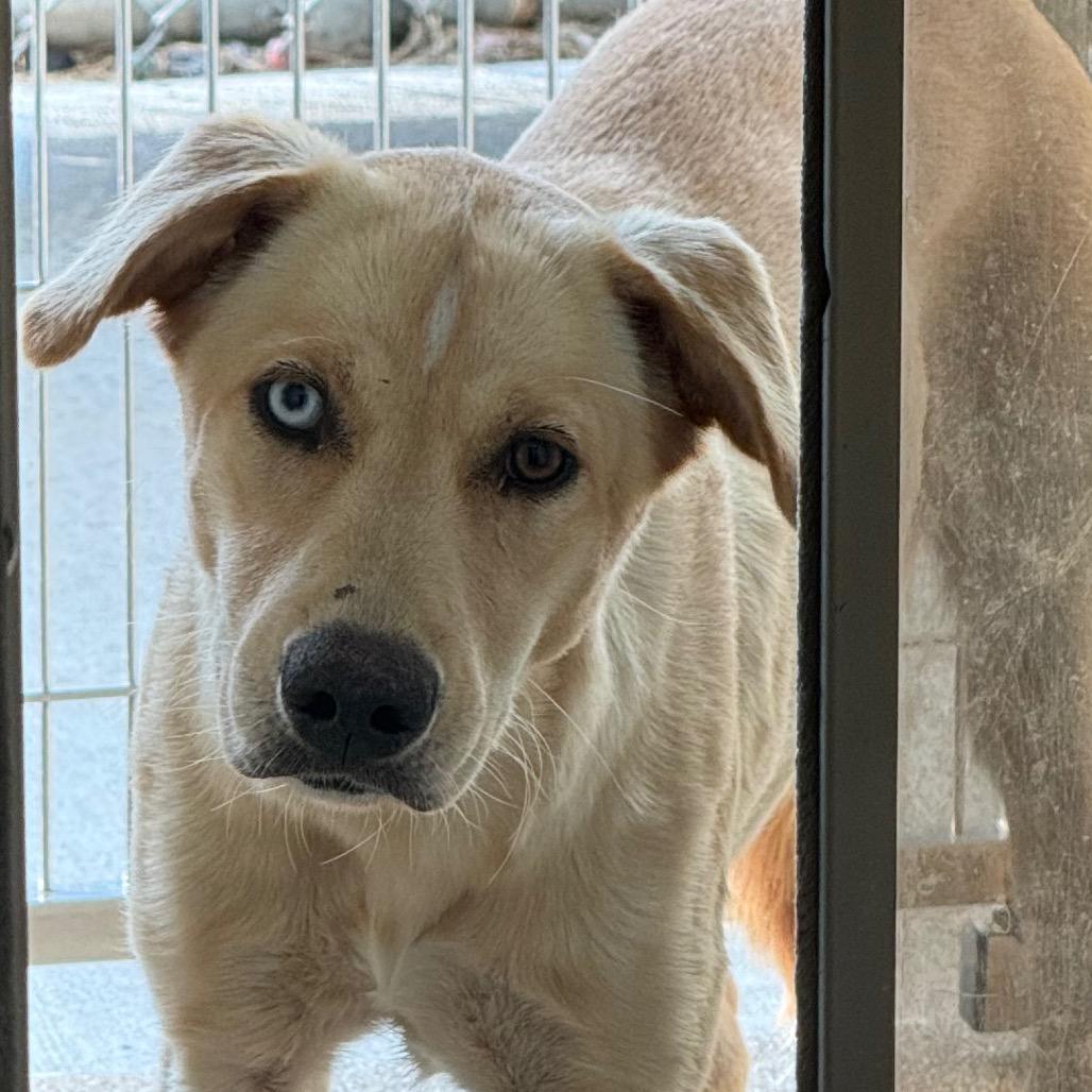 Enlarge Callie, a Adoptable mixed breed in League City, TX image 6/6