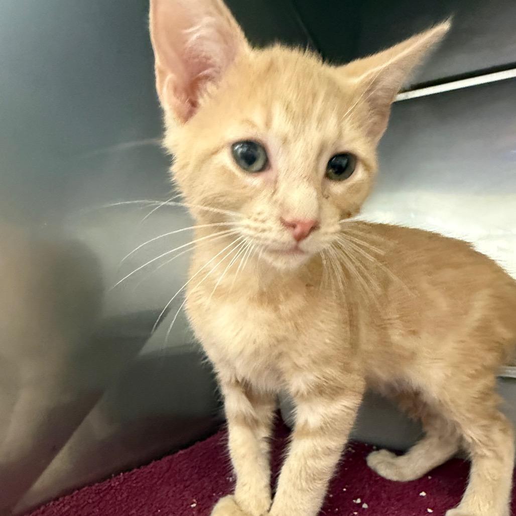 Spongebob, Adoptable, Kitten Male Domestic Short Hair.