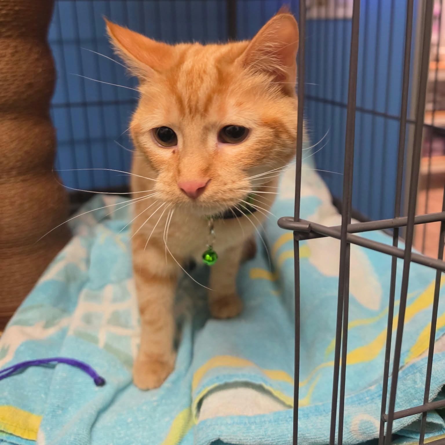 Enlarge CLARABELLE, a Adoptable Domestic Short Hair in Loveland, CO image 3/3