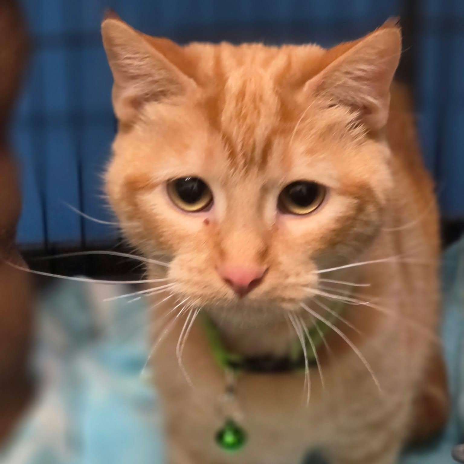 Enlarge CLARABELLE, a Adoptable Domestic Short Hair in Loveland, CO image 1/3