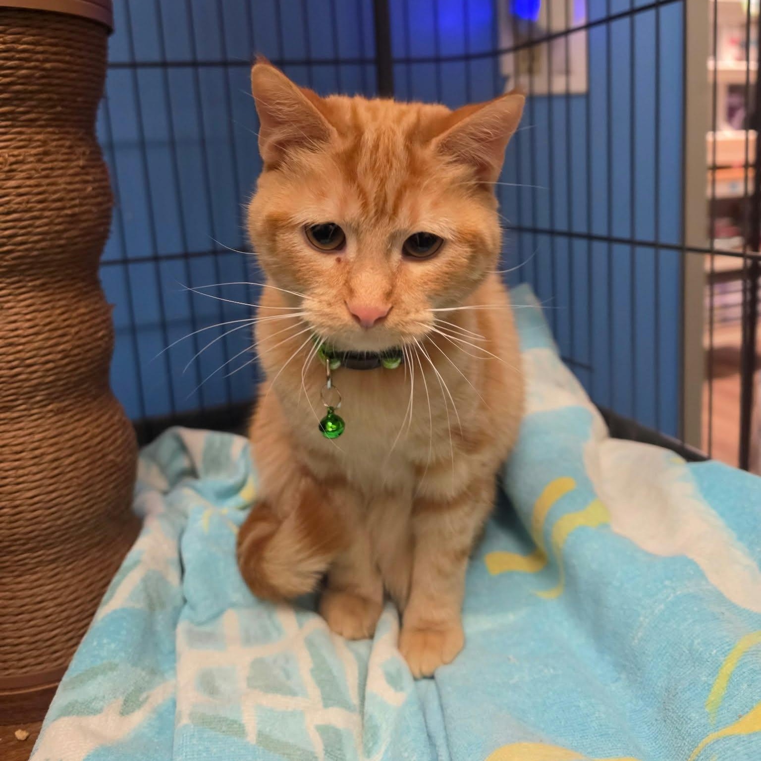 Enlarge CLARABELLE, a Adoptable Domestic Short Hair in Loveland, CO image 2/3