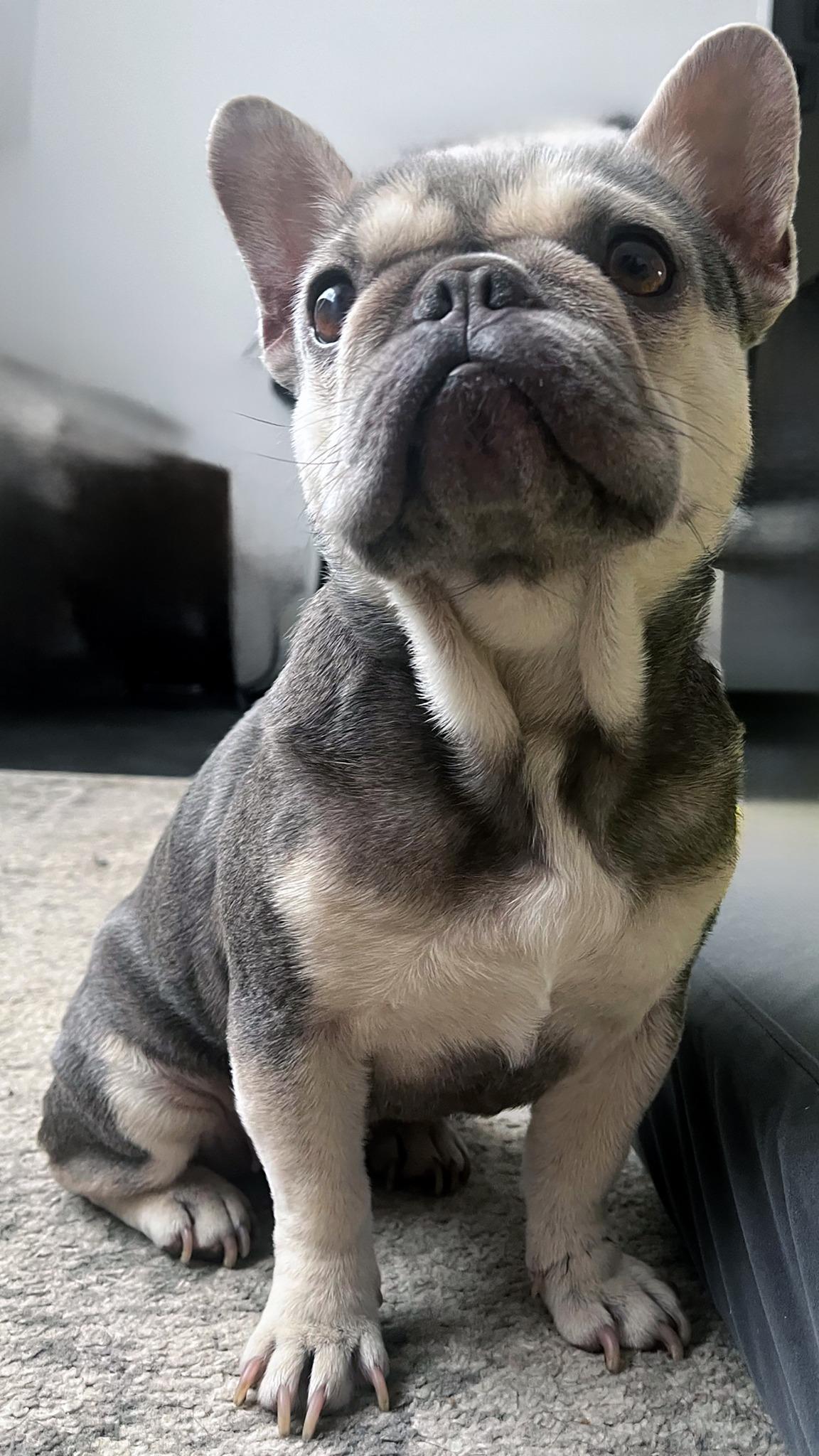 CALI, adopted, Young Female French Bulldog.