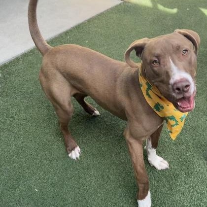 Enlarge Bucee, a ADOPTABLE mixed breed in The Colony, TX image 2/3