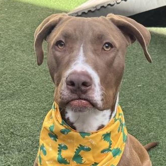 Bucee, ADOPTABLE, Puppy Male Chocolate Labrador Retriever & Pit Bull Terrier.