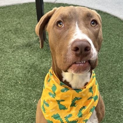 Enlarge Bucee, a ADOPTABLE mixed breed in The Colony, TX image 3/3